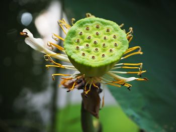 Close-up of succulent plant