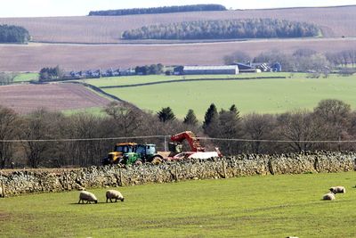 Sheep grazing on grassy field by tractor on field