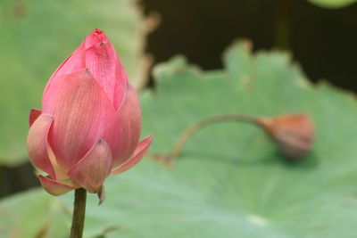 Close-up of pink lotus flower bud
