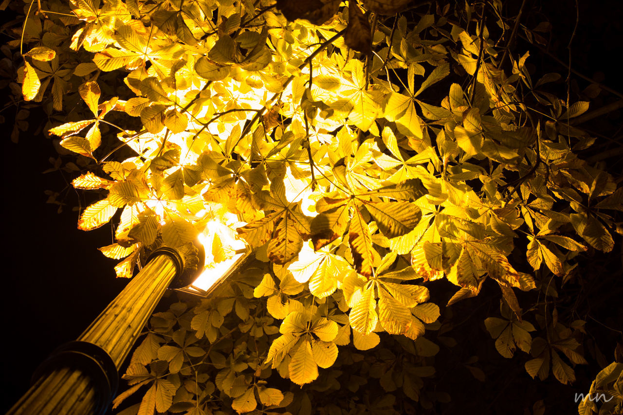 LOW ANGLE VIEW OF LEAVES ON TREE