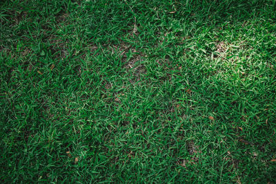 Full frame shot of grass on field