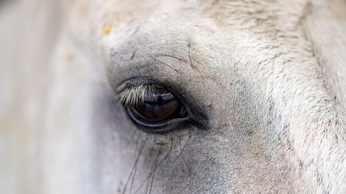 Close-up of horse