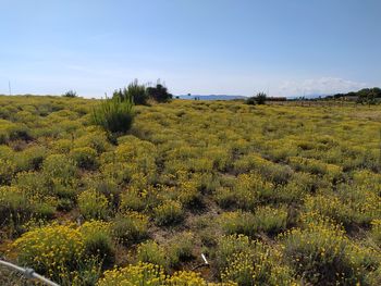 Scenic view of field against sky