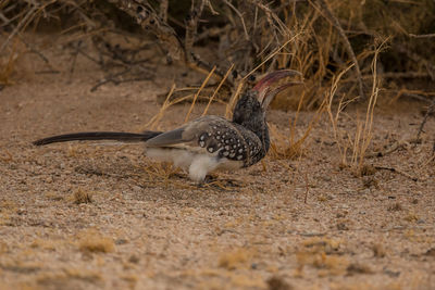 Side view of a bird on land