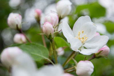 Close-up of apple blossom 