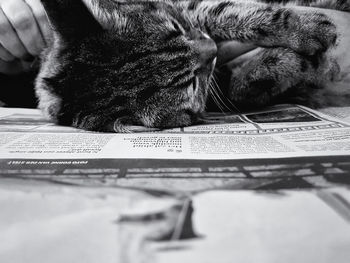 Close-up of cat on table