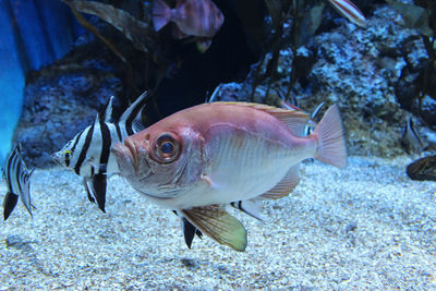 Close-up of fish swimming in aquarium