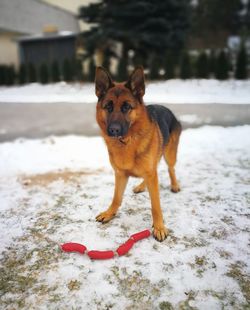 Portrait of dog on snow field
