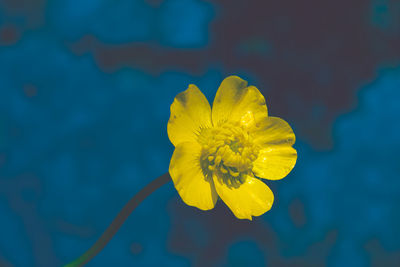 Close-up of yellow flower