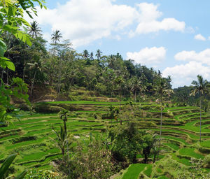 Plants growing on land against sky