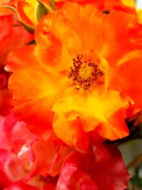 Close-up of orange flower