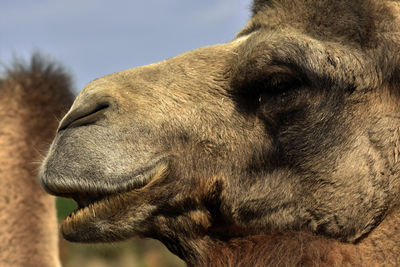 Close-up of a horse