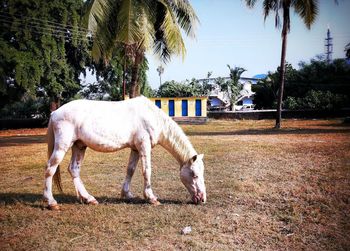 View of a horse grazing on field