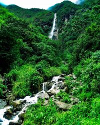 Scenic view of waterfall in forest