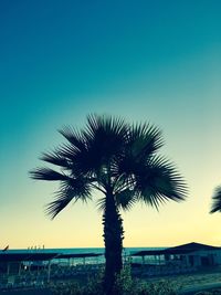 Low angle view of palm tree by sea against clear sky