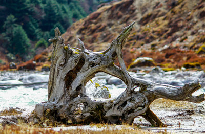 Close-up of driftwood on tree trunk in forest