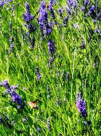 Purple flowers blooming on field