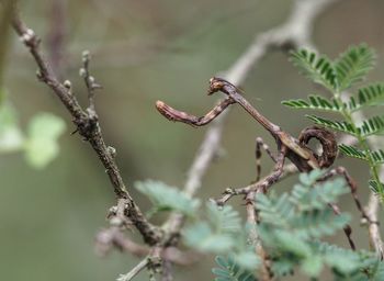 Close-up of plant against blurred background