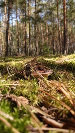 Close-up of moss growing on tree trunk in forest