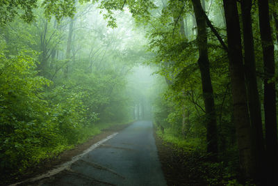 Road amidst trees in forest