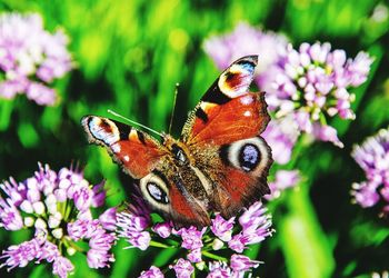 Close-up of butterfly on pink flower