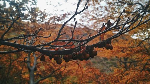 Close-up of autumn tree against sky