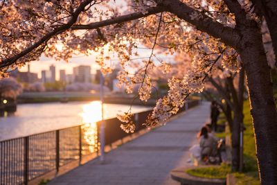 Cherry blossom tree by river in city