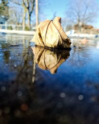 Close-up of dry leaf on lake