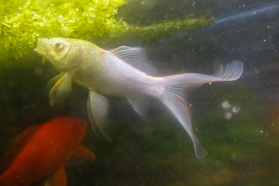 Fish swimming in sea