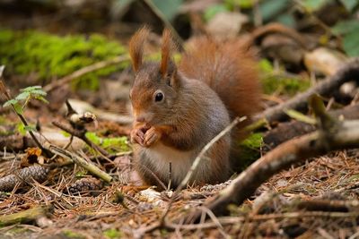 Red squirrel eating 