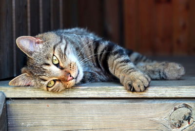 Close-up portrait of a cat resting