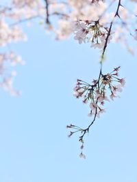 Low angle view of cherry blossom against clear sky