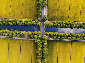 Full frame shot of yellow plants