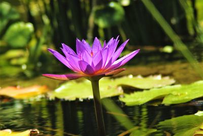 Close-up of water lily in lake