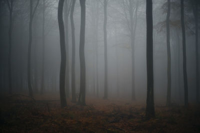 Trees in forest