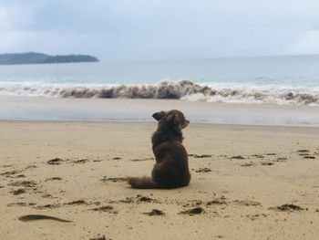 Puppy sitting on sand at beach against sky