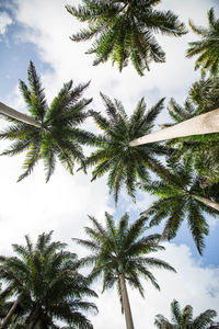 Directly below shot of palm trees against sky