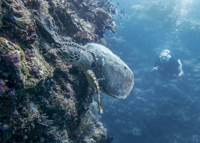 Man scuba diving by turtle in sea