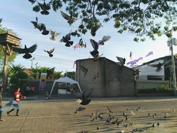 Flock of birds flying over palm tree