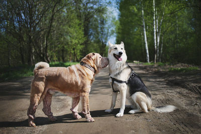 View of a dog in the forest