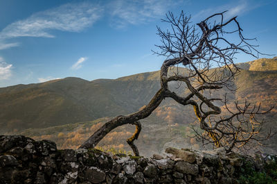 Bare tree against mountain