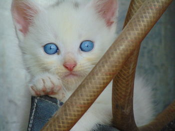 Close-up portrait of a cat