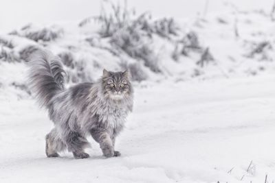 Close-up of cat walking on snowy field