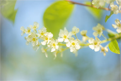 Close-up of white flowers