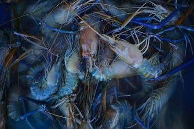 Close-up of shrimp 