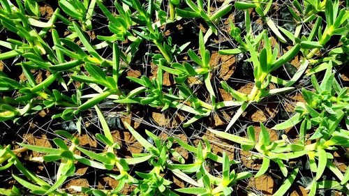 Full frame shot of plants growing on field