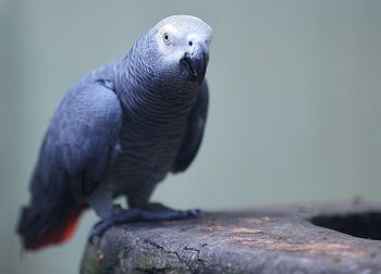 Close-up of african grey parrot perching on wood in cage