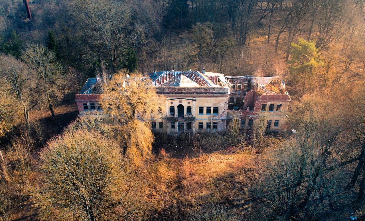 HOUSES BY TREES AND PLANTS IN FOREST