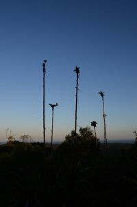 Silhouette plants on field against clear sky at sunset