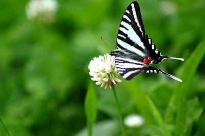 Close-up of butterfly on flower